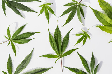 Marijuana plants on isolated white background
