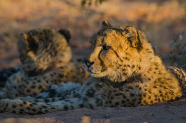 Ein wilder Leoplad in Südafrika