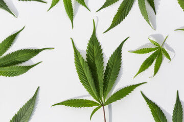 Marijuana plants on isolated white background