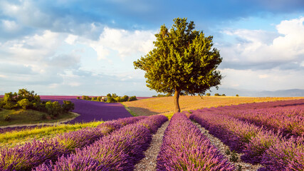 Beautiful blooming purple lavender fields near Valensole in Provence, France. Typical traditonal provencal landscape on sunset with blossoming flowers. Warm light