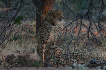 Ein wilder Leoplad in Südafrika