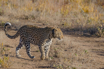 ein wilder Leopard in Südafrika
