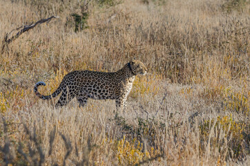 ein wilder Leopard in Südafrika