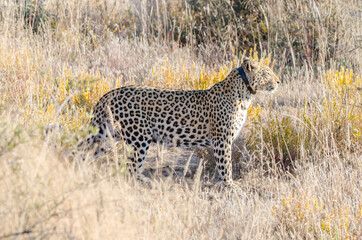 Fototapeta na wymiar ein wilder Leopard in Südafrika