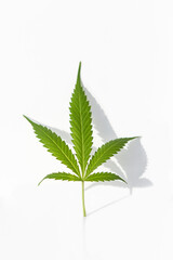Marijuana plants on isolated white background