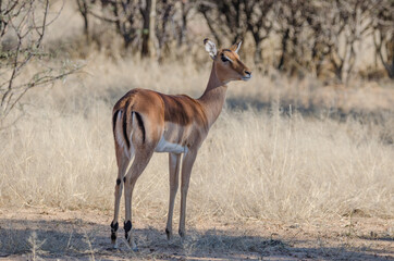 wilde Tiere in Südafrika