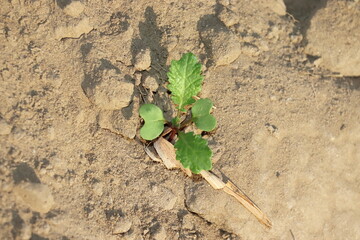 Organic hybrid variety of Thai small mustard plant growing optimally in the mustard field