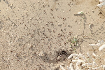 Dangerous group of thousands of small ants walking near the ant colony or ant hill. concept to ants nature , ants habit, ants teamwork
