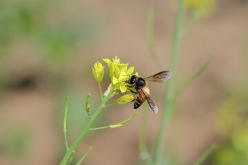 A bee collecting natural honey and beeswax from the yellow flowers of a green fresh organic Thai hybrid variety of mustard in the mustard field
