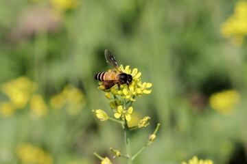 A bee collecting natural honey and beeswax from the yellow flowers of a green fresh organic Thai hybrid variety of mustard in the mustard field with defocused background of mustard field