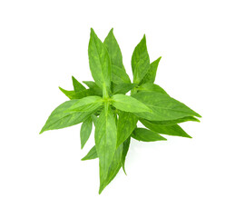 Branch of fresh Andrographis paniculata leaf isolated on white background. Thai herb medicine plant concept.