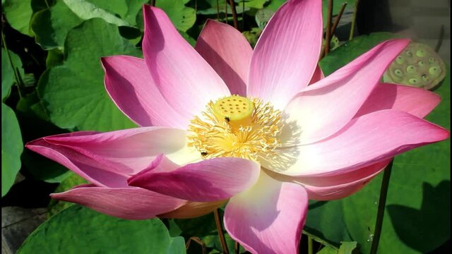 Pink lotus flower in the garden. Beautiful Blooming Red Water Lily Lotus Flower With Green Leaves In The Pond. blooming red water lily lotus  