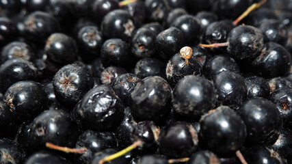 there are a lot of berries of raw chokeberry and a small snail sits on the berry . side view