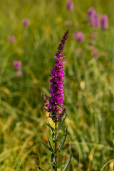 Lythrum salicaria flower in field, close up