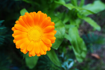 a small yellow bud of marigolds grows in a flower bed near the house with green leaves . Spring flowers in the garden