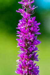 Lythrum salicaria flower  growing in field, close up
