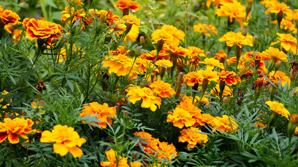 many yellow flowers of the marigold species grow in the garden