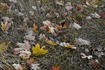 autumn landscape. fallen leaves on dry grass.