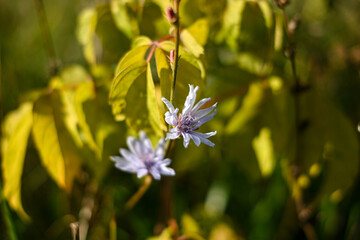 autumnal white last flowers on a background of yellow leaves. out of focus.