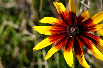 beautiful red flower with yellow edges on the petals. a macro shot of a flower in the middle. blurred background.