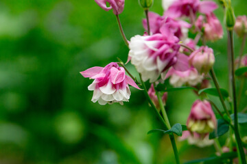 Obraz na płótnie Canvas Aquilegia (granny's bonnet, columbine) in the summer garden. White-pink double flowers.