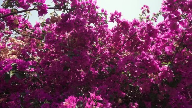 camera movement on purple bougainvillea flower