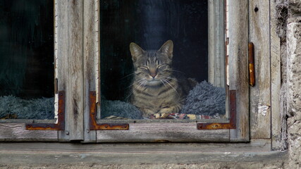 Kot śpiący w wiejskim oknie - obrazy, fototapety, plakaty
