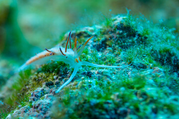 Flabellina im ionischen Meer vor Zakynthos  © Andi K