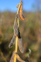 stitches of field peas on the field. against the blue sky. out of focus.