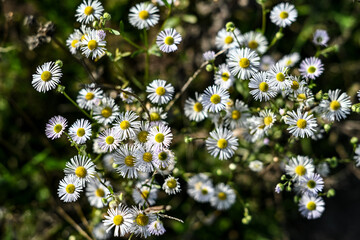 white daisies grow in the field. photo out of focus. blurred background.