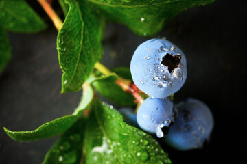 Blueberries close up