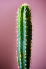 Cactus close up
