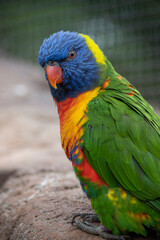 Rainbow lorikeet