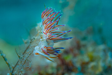 Flabellina im ionischen Meer vor Zakynthos  © Andi K