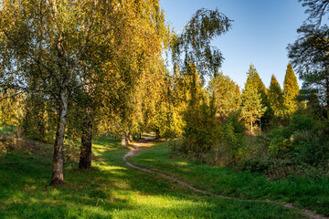 cool autumn morning in the autumn park. birches, pines and footpath.