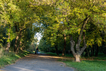 Fototapeta na wymiar girl walks her dog in the autumn park early in the morning.