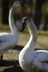 Fototapeta premium swans on the lake
