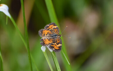 Phyciodes phaon, the Phaon crescent or mat plant crescent