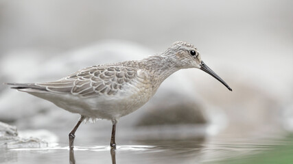 Walking on the water, fine art portrait of Curlew sandpiper at morning (Calidris ferruginea)