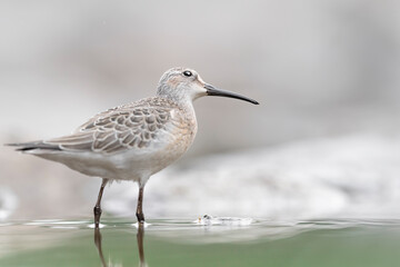 A glimpse into the sky, fine art portrait of Curlew sandpiper (Calidris ferruginea)