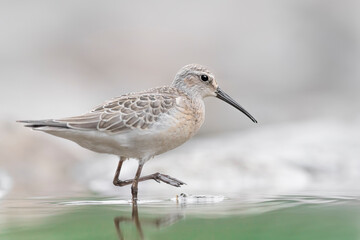 Fine art portrait of Curlew sandpiper in the water (Calidris ferruginea)