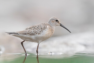 Amazing portrait of Curlew sandpiper at morning (Calidris ferruginea)