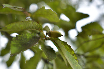 木に実ったドングリ
