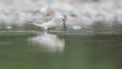Isolated Curlew sandpiper at hunt in the pond (Calidris ferruginea)