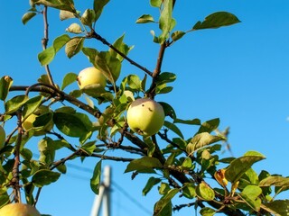 unripe apples on a branch in the garden