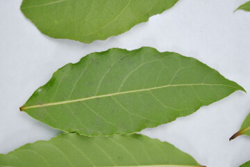 Drying Bay Leaves – How To Do It