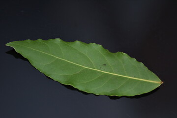 Drying Bay Leaves – How To Do It