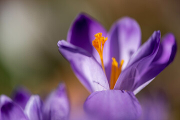 Crocus