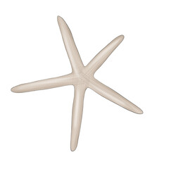 Sea Star Hand Drawn Illustration	