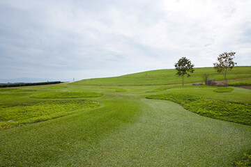 Outdoor meadow background in sunny